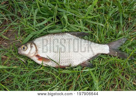 Close Up View Of The Signle White Bream Or Silver Fish On The Natural Background. .