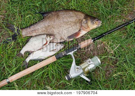 Big Freshwater Common Bream And White Bream Or Silver Bream Fish With Fishing Rod With Reel On Natur