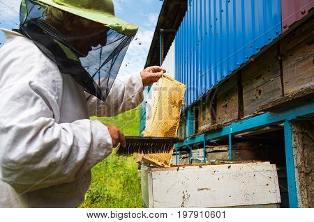 The beekeeper keeps a frame with honey sealed with wax on which bees sit