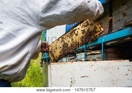 The beekeeper keeps a frame with honey sealed with wax on which bees sit