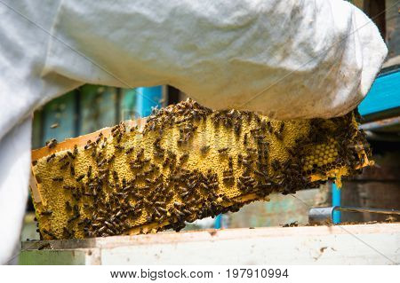 The beekeeper keeps a frame with honey sealed with wax on which bees sit