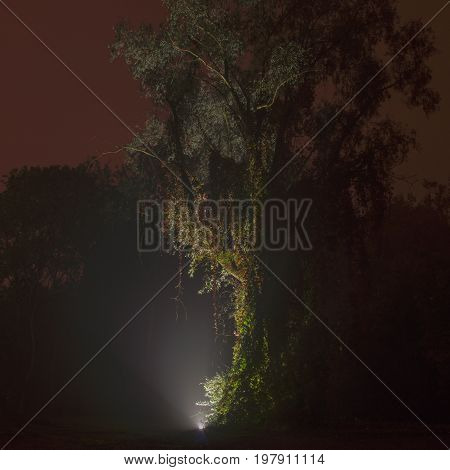 Tree in the night under ray lights