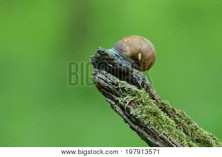 Snail with maggot on the branch with moss