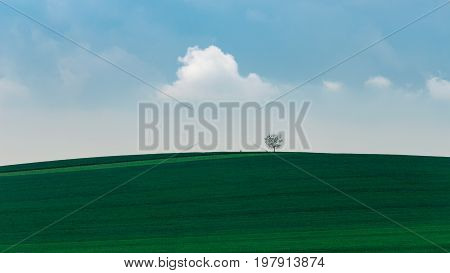 Tree on the top of green hill with cloudy sky