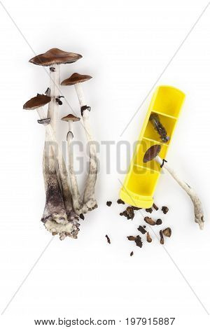 Magic mushroom microdosing fresh psychedelic mushrooms and dry hallucinogen mushrooms in gelcaps isolated on white background with pillbox top view. Alternative medicine.