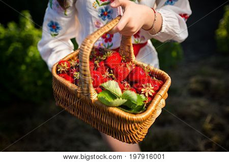 Closeup of woman's hands holding basket with organic garden summer strawberry berries. Healthy lifestyle and healthy eating. Vegetarian snack.Fruit and berries.