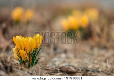 Blossom of Crocus Fuscotinctus on the field