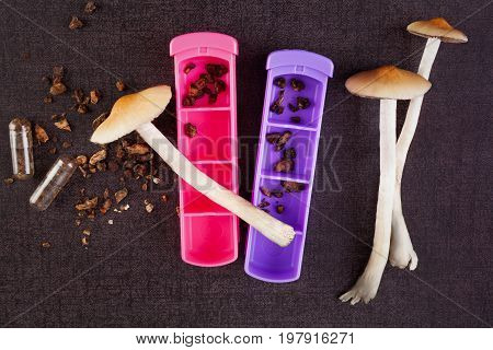Fresh and dried psychedelic mushrooms in gel caps and pill box. Alternative medicine. Microdosing. Matural drepression remedy