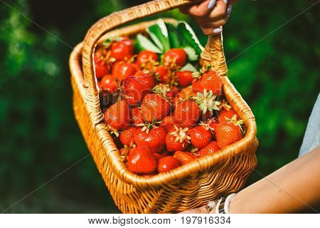 Closeup of woman's hands holding basket with organic garden summer strawberry berries. Healthy lifestyle and healthy eating. Vegetarian snack.Fruit and berries.