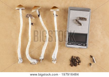 Fresh magic mushrooms microdosing with gelcaps on digital scale from above.