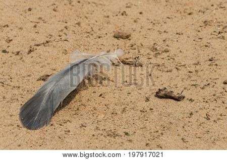 Feather on the sand, feather motive, theme