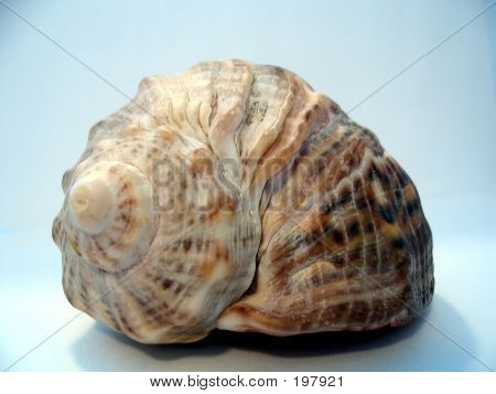 Seashell