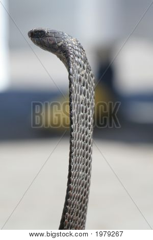 Cobra, farlig slange