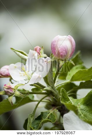 Blooming apple tree branch blossomed white flowers