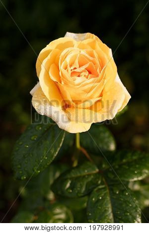 Yellow-orange Rose With Raindrops.