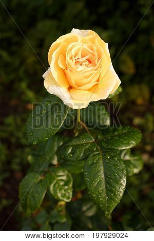 Yellow-orange Rose With Raindrops.