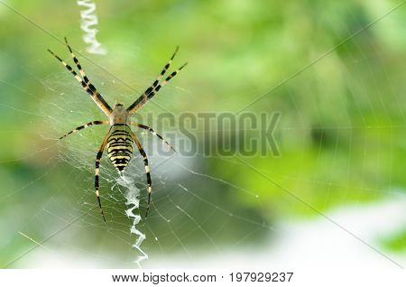 Black and yellow striped spider on the web