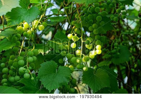 Branches with green not ripe berries among green leaves