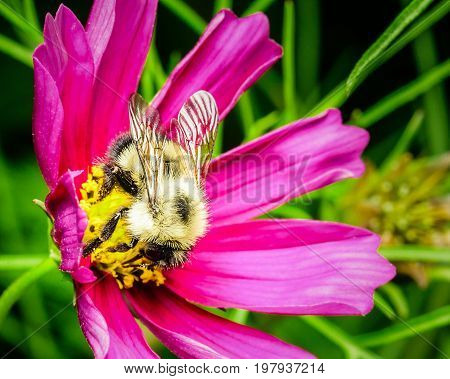 A yellow furry honey bee collecting nectar from the yellow bud of a purple flower in my backyard garden. The bee is covered in pollen which is a vital part of our ecosystem.