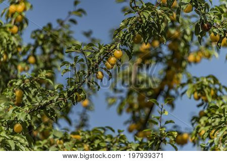 Yellow plum on tree with green leafs in the middle of hot summer