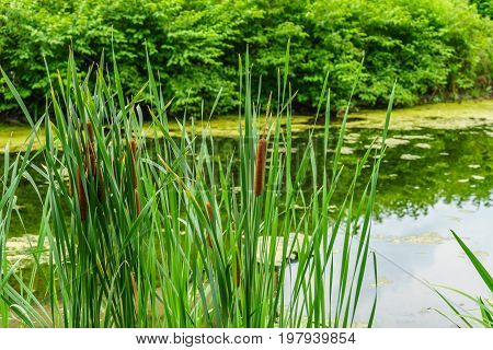 Delaware Canal Towpath and bulrush Historic New Hope PA USA