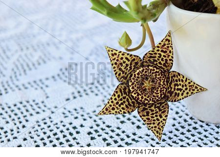 Exotic starfish cactus flower in all its beauty