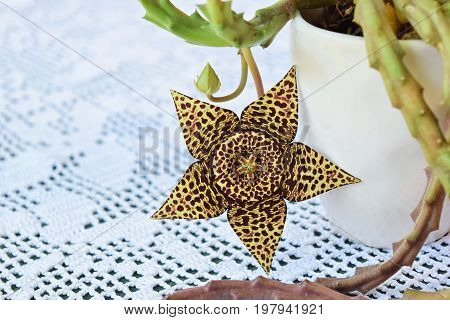 Exotic starfish cactus flower in all its beauty