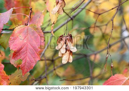 Autumn - pink leaves and key fruits on Amur maple