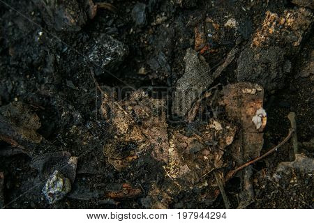 The Vicinities Of The Mangush Plateau
