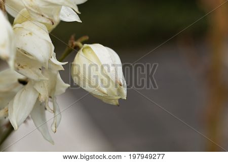 Flowers of a common yucca Yucca filamentosa.