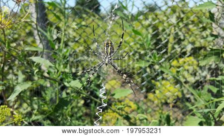 Arhipop Brunnich or Spider wasp. Spider wasp in grass under the sun