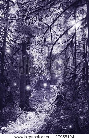 Fairies in moonlight dancing in the magical forest