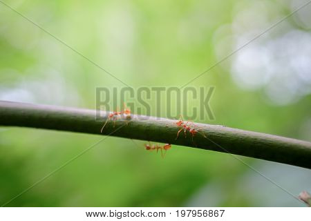 ant macro wildlife on nature background .