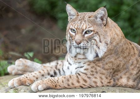 Bobcat (Lynx rufus californicus) resting on a rock and posing. Santa Clara County, California, USA.