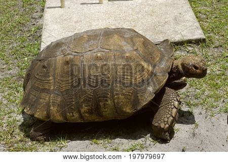 Aldabra giant tortoise Latin name Geochelone gigantea