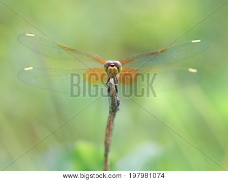 Portrait of Dragonfly With Wings Extending to Sides