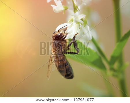 Bee on the flowers of Melilotus. Macro