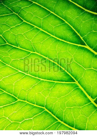 Background in the form of green leaf closeup. The sun shines through the sheet. For medicine treatment health cosmetics. Diagonal arrangement