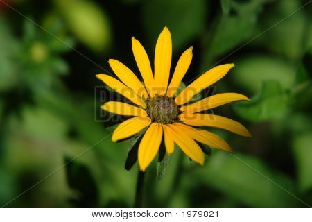 Chrysanthème jaune