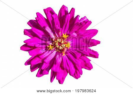 Pink flower, tsiniya , close-up, macro. isolated on white background