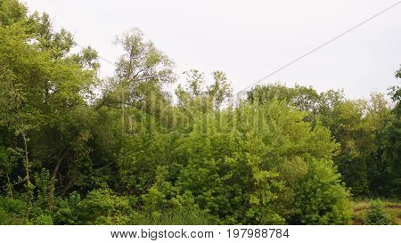 the tops of green trees by the river.