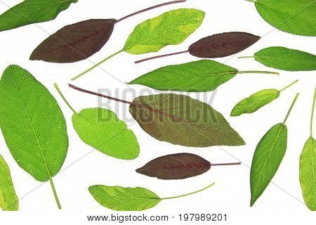 Leaves of various sage (salvia) isolated against white background