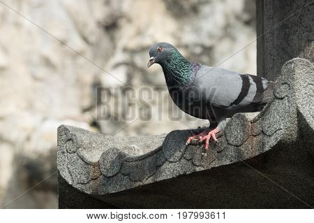 Pigeon grey. Beautiful pigeon close up. City birds. Pigeons of the chainese temple. The bird view.