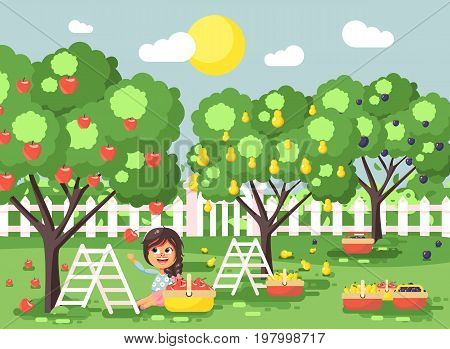 Stock vector illustration cartoon characters child brunette little girl harvest ripe fruit autumn orchard garden from plum, pear, apple tree, put crop in full basket landscape scene outdoor flat style