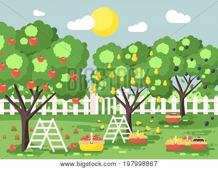 Stock vector illustration cartoon harvesting ripe fruit autumn orchard garden with stepladders plums, pears, apples trees, put crop in full baskets, green landscape scene outdoor background flat style