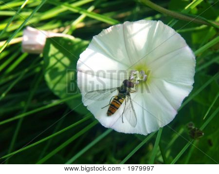 Flyve på Bindweed
