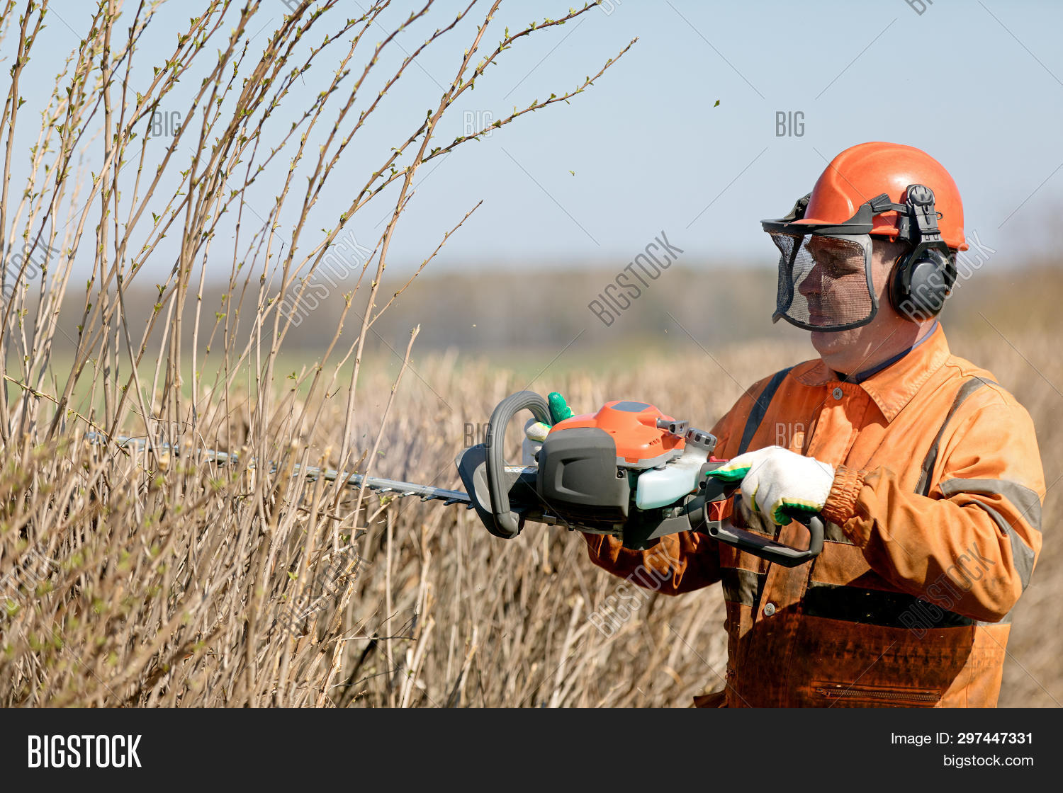 Hedge Trimming Pruning Image & Photo (Free Trial) Bigstock