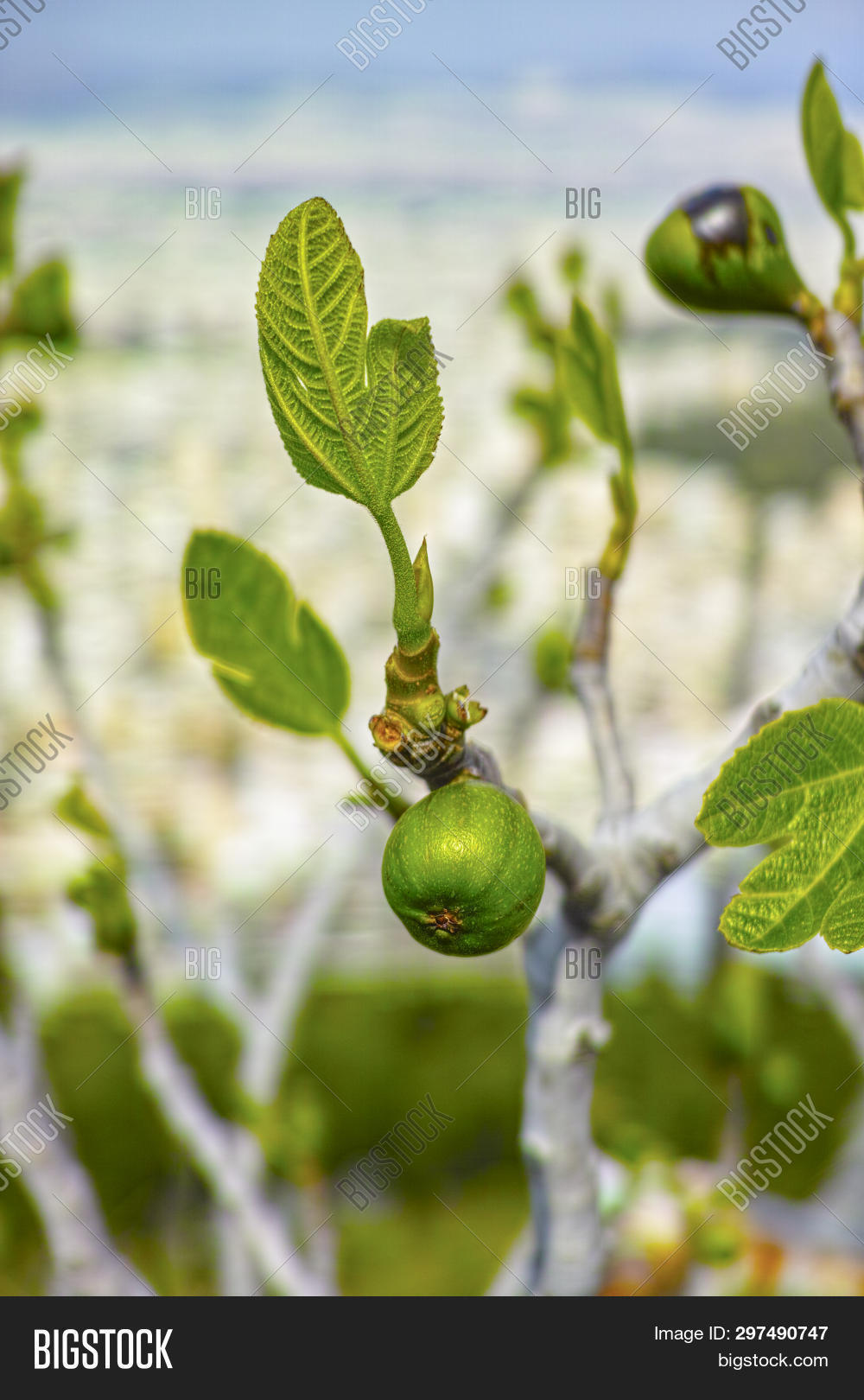 Unripe Green Figs Image & Photo (Free Trial) Bigstock
