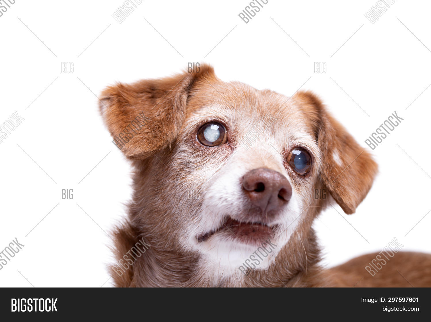 Can You Get Pet Insurance For An Older Dog