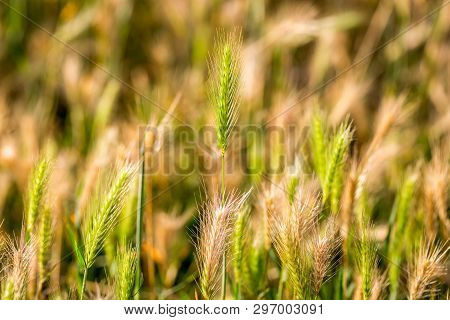 Hordeum Murinum, False Barley Background. Selective Focus